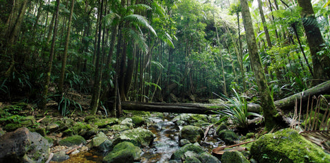 Cook with purpose. Preserve the Amazonia Forest.